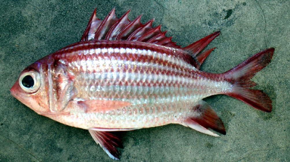 Sargocentron rubrum_02